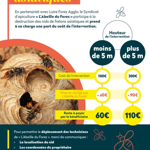 Destruction nids de frelons asiatiques
