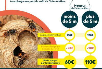 2025_Affiche_frelons_asiatiques_VF_page-0001